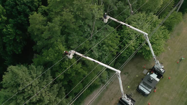 Best Utility Line Clearance  in Smithville, MO